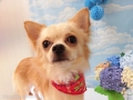 Dogsalon Ease(ɥå󥤡)