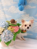 Dogsalon Ease(ɥå󥤡)