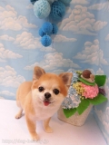 Dogsalon Ease(ɥå󥤡)