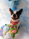 Dogsalon Ease(ɥå󥤡)