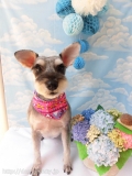 Dogsalon Ease(ɥå󥤡)
