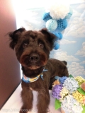 Dogsalon Ease(ɥå󥤡)