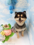 Dogsalon Ease(ɥå󥤡)