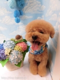 Dogsalon Ease(ɥå󥤡)