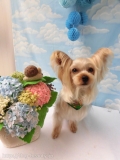 Dogsalon Ease(ɥå󥤡)
