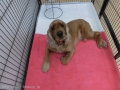 Dogsalon Ease(ɥå󥤡)
