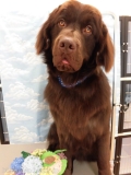 Dogsalon Ease(ɥå󥤡)