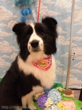 Dogsalon Ease(ɥå󥤡)