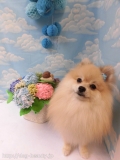 Dogsalon Ease(ɥå󥤡)
