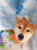Dogsalon Ease(ɥå󥤡)