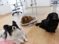 Dogsalon Ease(ɥå󥤡)