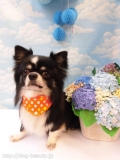 Dogsalon Ease(ɥå󥤡)