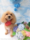 Dogsalon Ease(ɥå󥤡)