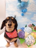 Dogsalon Ease(ɥå󥤡)
