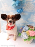 Dogsalon Ease(ɥå󥤡)