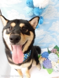 Dogsalon Ease(ɥå󥤡)