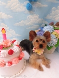 Dogsalon Ease(ɥå󥤡)