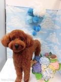 Dogsalon Ease(ɥå󥤡)