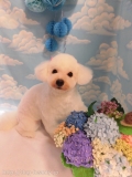 Dogsalon Ease(ɥå󥤡)