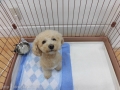 Dogsalon Ease(ɥå󥤡)