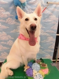 Dogsalon Ease(ɥå󥤡)