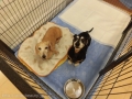 Dogsalon Ease(ɥå󥤡)