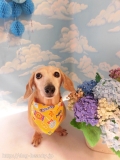 Dogsalon Ease(ɥå󥤡)