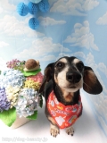 Dogsalon Ease(ɥå󥤡)