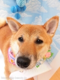 Dogsalon Ease(ɥå󥤡)