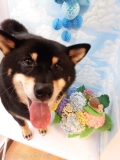 Dogsalon Ease(ɥå󥤡)