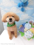 Dogsalon Ease(ɥå󥤡)