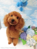 Dogsalon Ease(ɥå󥤡)