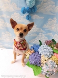 Dogsalon Ease(ɥå󥤡)