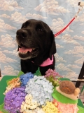 Dogsalon Ease(ɥå󥤡)