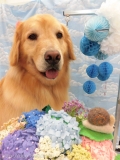 Dogsalon Ease(ɥå󥤡)
