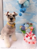 Dogsalon Ease(ɥå󥤡)