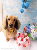 Dogsalon Ease(ɥå󥤡)