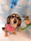 Dogsalon Ease(ɥå󥤡)