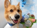 Dogsalon Ease(ɥå󥤡)