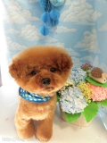 Dogsalon Ease(ɥå󥤡)