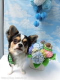 Dogsalon Ease(ɥå󥤡)