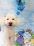 Dogsalon Ease(ɥå󥤡)