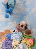 Dogsalon Ease(ɥå󥤡)