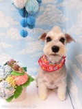 Dogsalon Ease(ɥå󥤡)