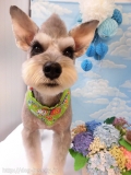 Dogsalon Ease(ɥå󥤡)