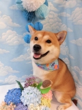 Dogsalon Ease(ɥå󥤡)
