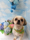 Dogsalon Ease(ɥå󥤡)