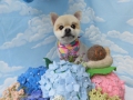 Dogsalon Ease(ɥå󥤡)