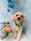 Dogsalon Ease(ɥå󥤡)