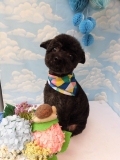 Dogsalon Ease(ɥå󥤡)